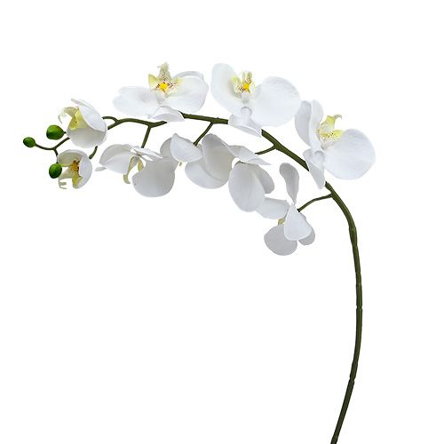 Floristik24 Moth Orchid 75cm Vit