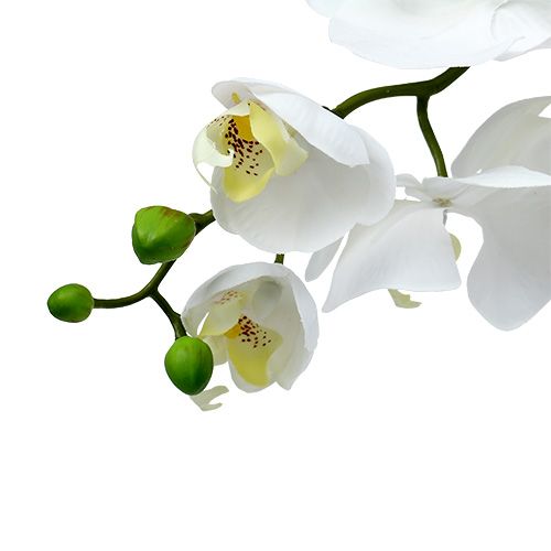 Floristik24 Moth Orchid 75cm Vit