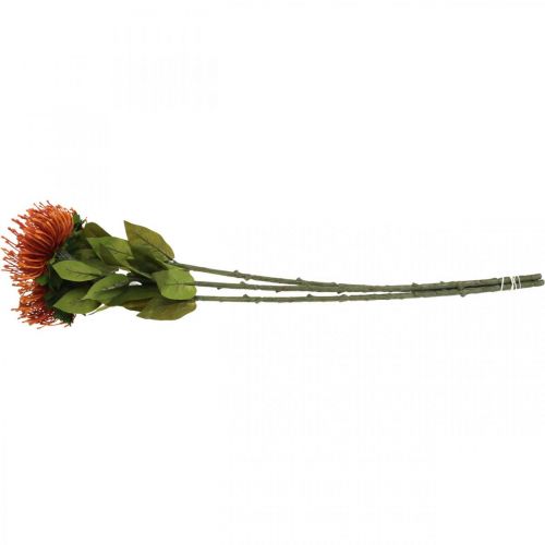 Artikel Nålkudde Exotisk konstgjord blomma Orange Leucospermum Protea 73cm 3st