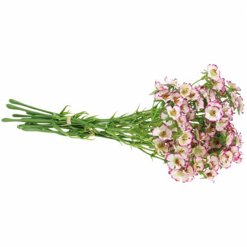 Floristik24 Gäng nejlikor Vita, Lila 34cm