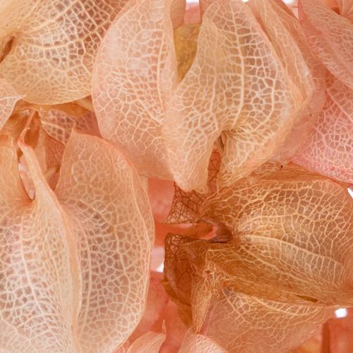 Artikel Torkad blomstjälk skapar en romantisk atmosfär i alla vardagsrum (75 cm)