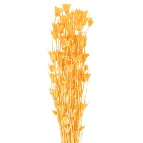 Torkat Nigella-blomsarrangemang för långvarig användning. Elegant blickfång. 70 cm 50 g