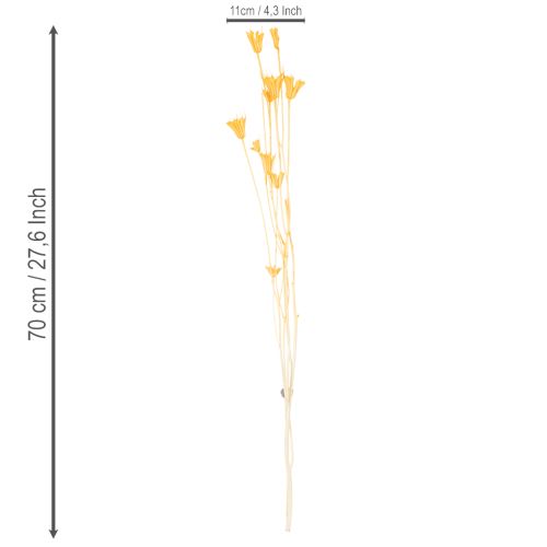 Artikel Torkat Nigella-blomsarrangemang för långvarig användning. Elegant blickfång. 70 cm 50 g