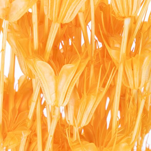 Artikel Torkat Nigella-blomsarrangemang för långvarig användning. Elegant blickfång. 70 cm 50 g