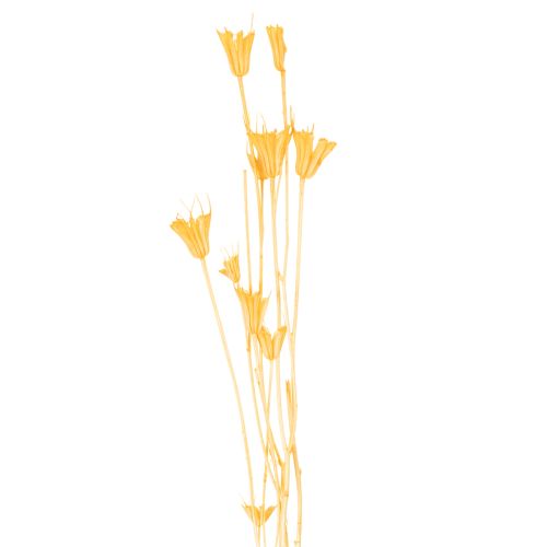 Artikel Torkat Nigella-blomsarrangemang för långvarig användning. Elegant blickfång. 70 cm 50 g