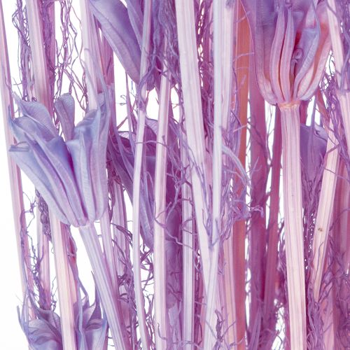 Artikel Torkad Nigella-blombukett, dekorativ användning i vardagsrummet, skapar en unik atmosfär, 70 cm, 50 g