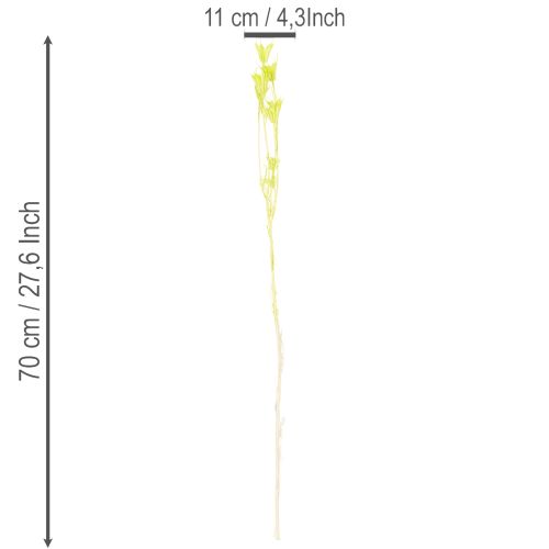 Artikel Torkade Nigellablommor, charmig naturlig rumsdekoration för hemmet, 70 cm, 50 g