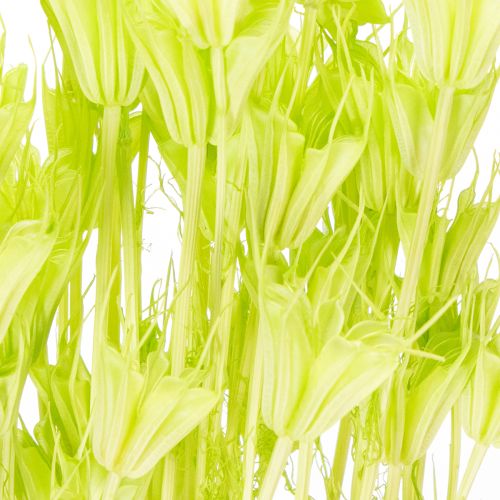 Artikel Torkade Nigellablommor, charmig naturlig rumsdekoration för hemmet, 70 cm, 50 g