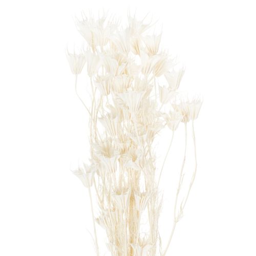 Torkade Nigellablommor, knippe elegant naturlig dekoration för exklusiva interiörer, 70 cm, 50 g