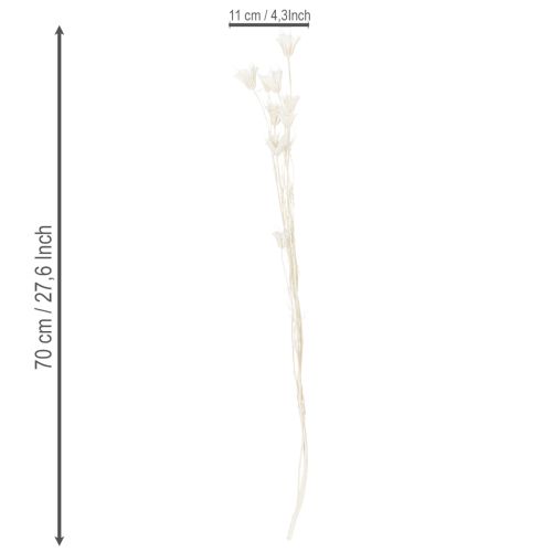 Artikel Torkade Nigellablommor, knippe elegant naturlig dekoration för exklusiva interiörer, 70 cm, 50 g