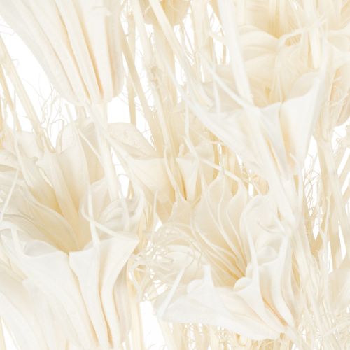 Artikel Torkade Nigellablommor, knippe elegant naturlig dekoration för exklusiva interiörer, 70 cm, 50 g