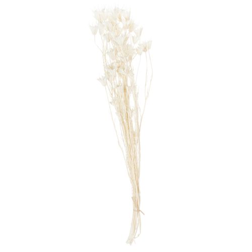 Artikel Torkade Nigellablommor, knippe elegant naturlig dekoration för exklusiva interiörer, 70 cm, 50 g