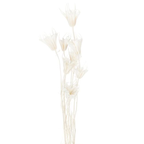 Artikel Torkade Nigellablommor, knippe elegant naturlig dekoration för exklusiva interiörer, 70 cm, 50 g