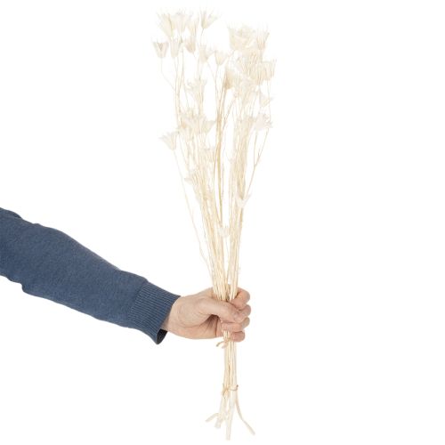 Artikel Torkade Nigellablommor, knippe elegant naturlig dekoration för exklusiva interiörer, 70 cm, 50 g