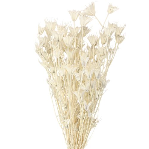 Floristik24 Nigella Orientalis Torkade Blommor Svart Spiskummin Vit 50cm 100g
