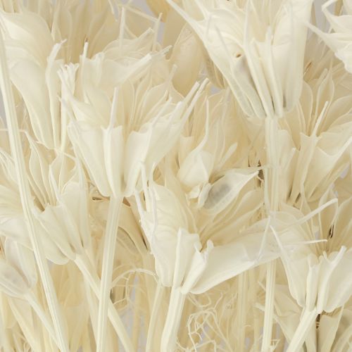 Artikel Nigella Orientalis Torkade Blommor Svart Spiskummin Vit 50cm 100g