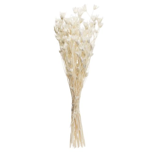 Artikel Nigella Orientalis Torkade Blommor Svart Spiskummin Vit 50cm 100g