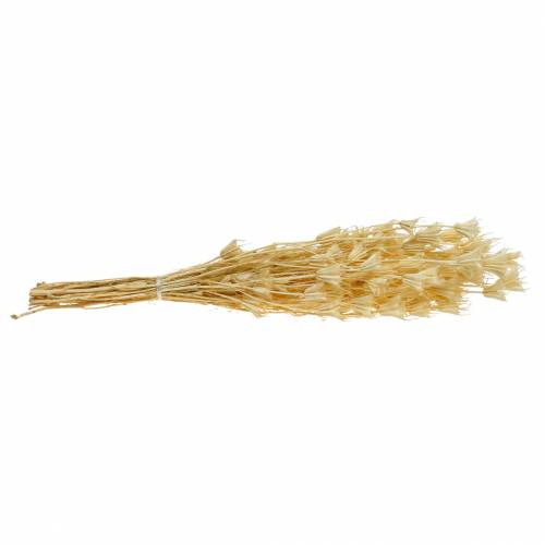 Floristik24 Torkade blomfrön Svart spiskummin blekt 100g