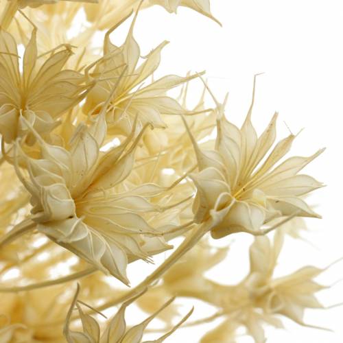 Floristik24 Torkade blomfrön Svart spiskummin blekt 100g