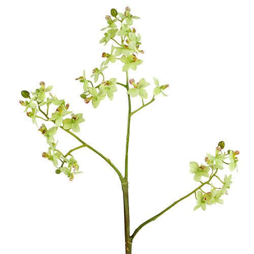 Orkidé 97cm ljusgrön