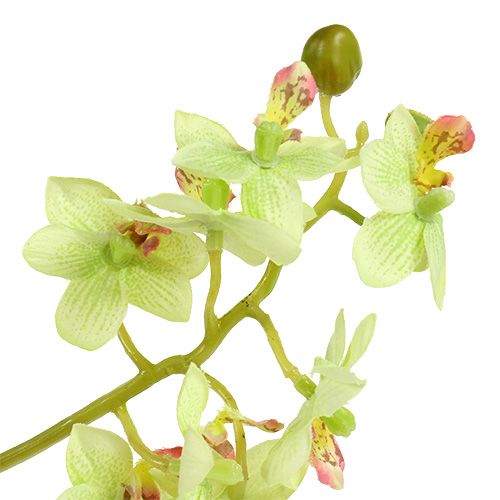 Artikel Orkidé 97cm ljusgrön