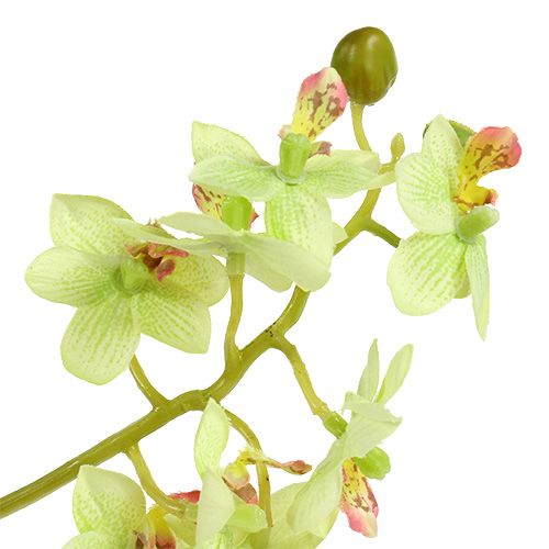 Floristik24 Orkidé 97cm ljusgrön