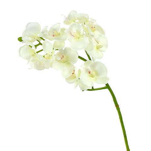Artikel Orchid Cream-White L57cm 6 st