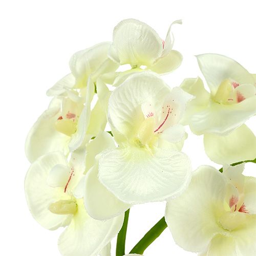 Artikel Orchid Cream-White L57cm 6 st