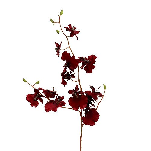 Floristik24 Orchid Oncidium 70cm mörkröd 3st