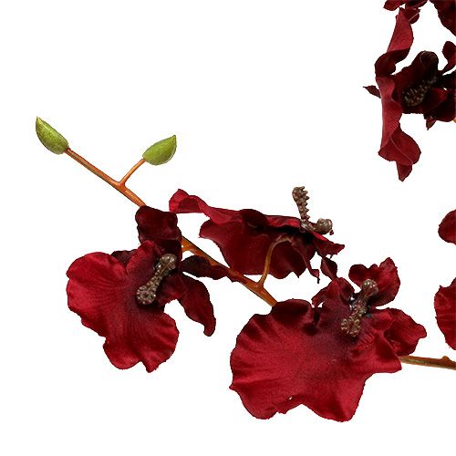 Floristik24 Orchid Oncidium 70cm mörkröd 3st