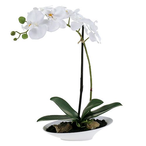 Floristik24 Phalaenopsis orkidé i vit skål H40cm