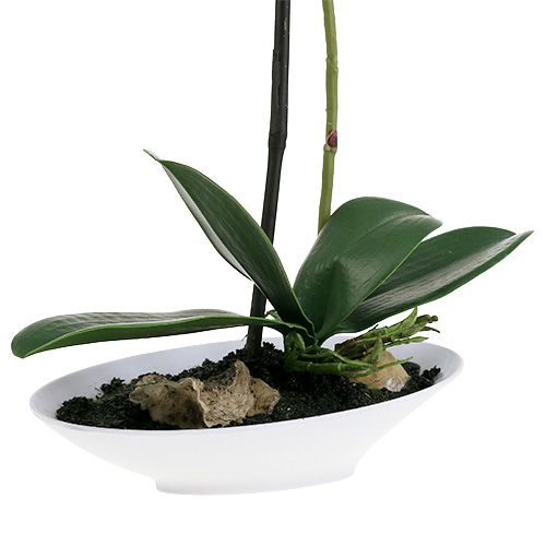 Floristik24 Phalaenopsis orkidé i vit skål H40cm