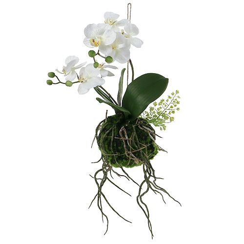 Floristik24 Orchid Phalaenopsis för att hänga H33cm grädde