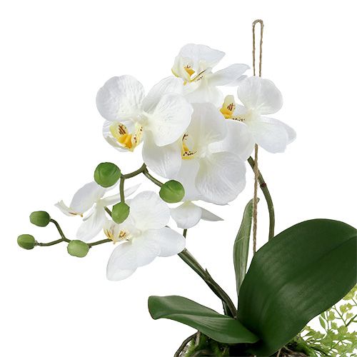 Floristik24 Orchid Phalaenopsis för att hänga H33cm grädde