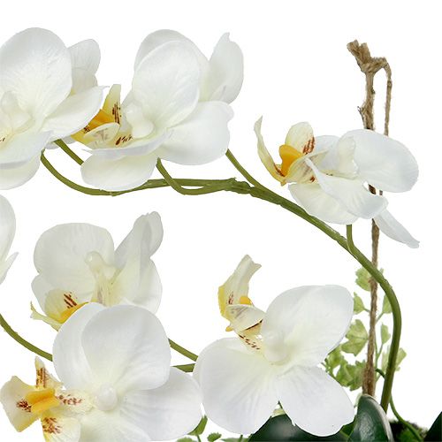 Artikel Orchid Phalaenopsis för upphängning H26cm kräm