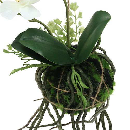 Floristik24 Orchid Phalaenopsis för upphängning H26cm kräm