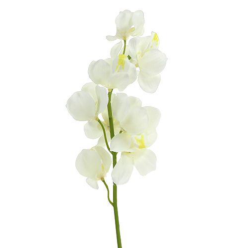 Floristik24 Konstgjord orkidékräm 50cm 6st
