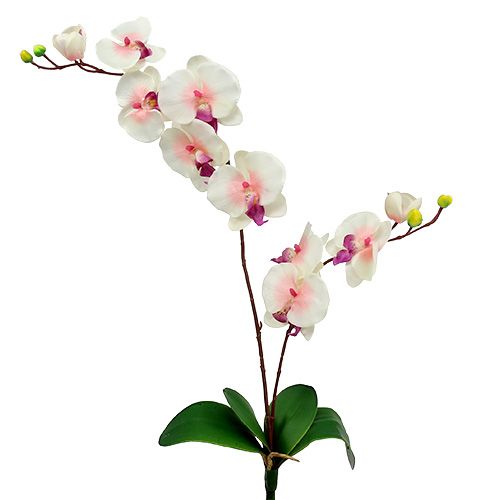 Floristik24 Orkidé med 2 grenar 60 cm vitrosa