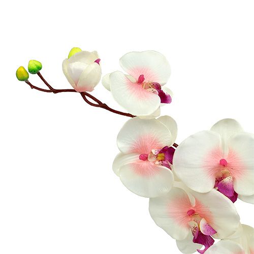 Floristik24 Orkidé med 2 grenar 60 cm vitrosa