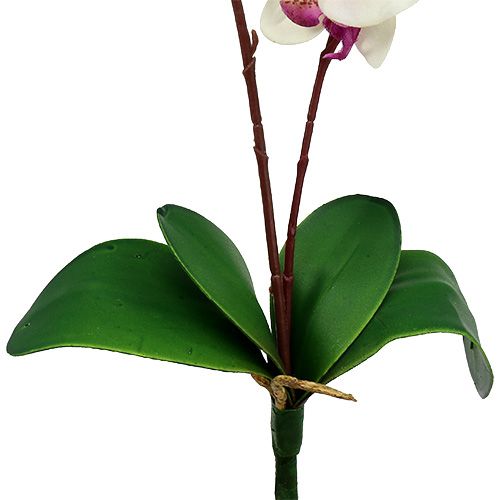 Floristik24 Orkidé med 2 grenar 60 cm vitrosa
