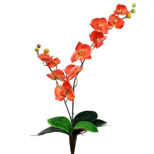 Floristik24 Orchid två grenar 60 cm orange