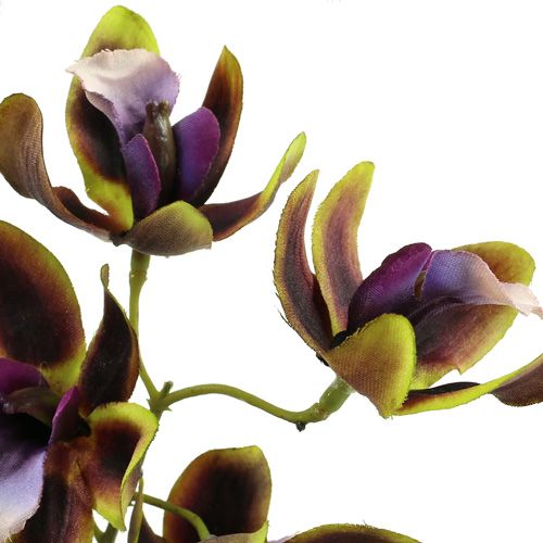 Artikel Orchid Cymbidium Green, Purple L38cm 4st