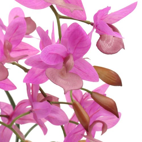 Floristik24 Orkidé i violkruka H55cm