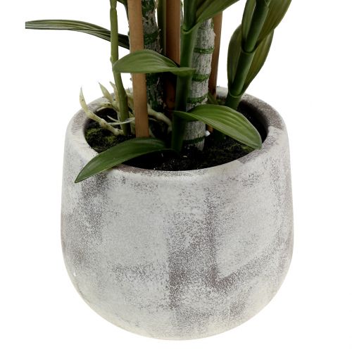 Floristik24 Orkidé i violkruka H55cm