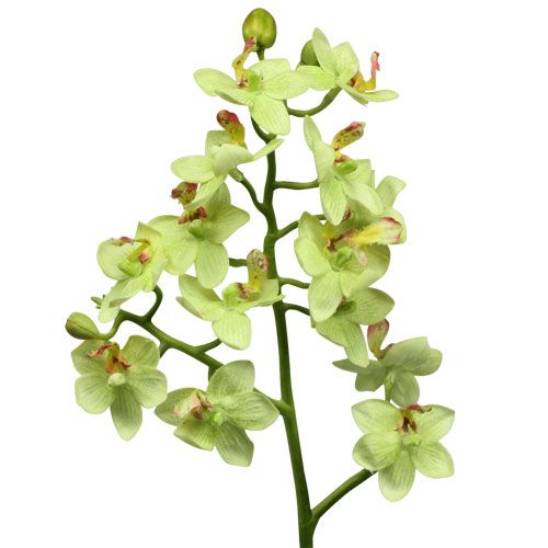 Floristik24 Orchid 56cm ljusgrön