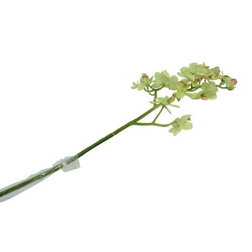 Floristik24 Orchid 56cm ljusgrön