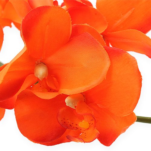Floristik24 Orkidégren orange 61cm