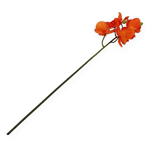 Floristik24 Orkidégren orange 61cm