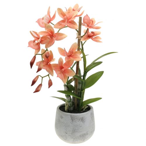 Floristik24 Orkidé i en laxkruka H41cm