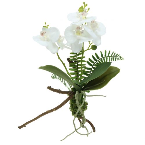 Floristik24 Vit orkidé med mossbollar och rötter 36cm